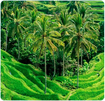 Bali 2026 Dia3